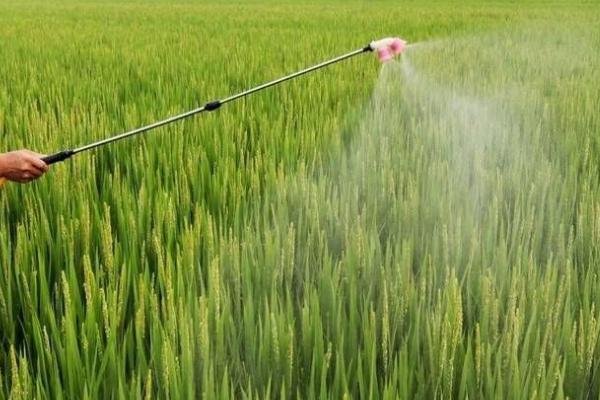 水稻节水灌溉方法,水分耗尽后经过3-4天再灌水