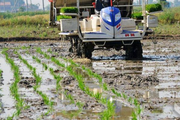 水稻插秧机常遇事故及解决方式,找准原因精准解决