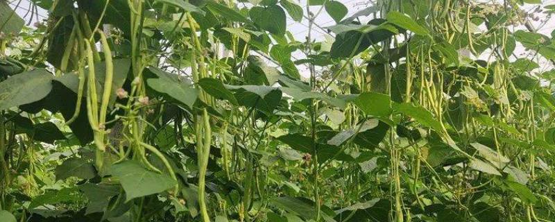 芸豆喜欢什么叶面肥