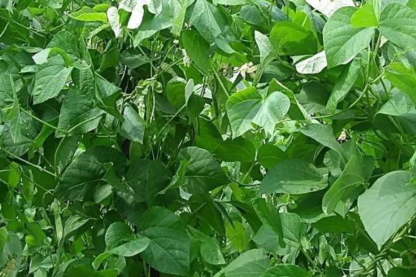 芸豆喜欢什么叶面肥,开花前需喷施氨基酸类的叶面肥