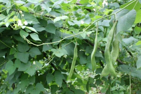 芸豆喜欢什么叶面肥,开花前需喷施氨基酸类的叶面肥