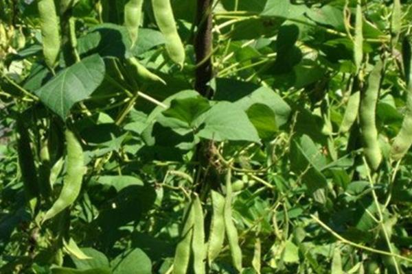 芸豆喜欢什么叶面肥,开花前需喷施氨基酸类的叶面肥