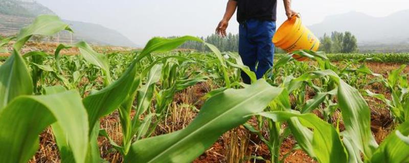 玉米科学追肥方法