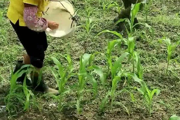 玉米科学追肥方法,大喇叭期要重施穗肥、肥水齐攻