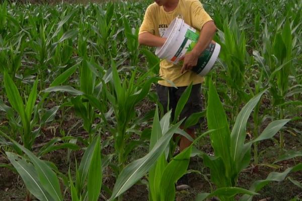 玉米科学追肥方法,大喇叭期要重施穗肥、肥水齐攻