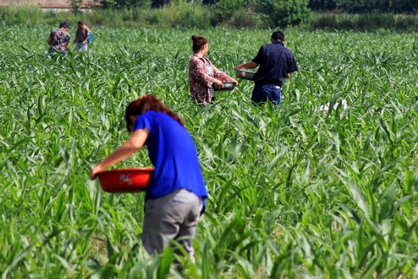 玉米科学追肥方法,大喇叭期要重施穗肥、肥水齐攻