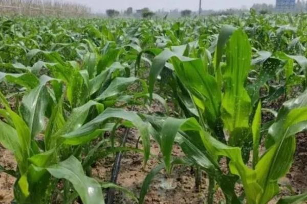 玉米科学追肥方法,大喇叭期要重施穗肥、肥水齐攻