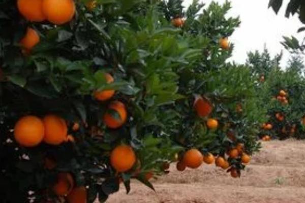 种植100亩脐橙的年收益,理想情况下可达到177500元左右