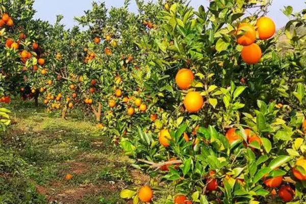 种植100亩脐橙的年收益,理想情况下可达到177500元左右