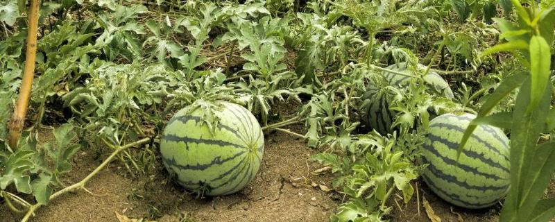 如何种植懒汉西瓜
