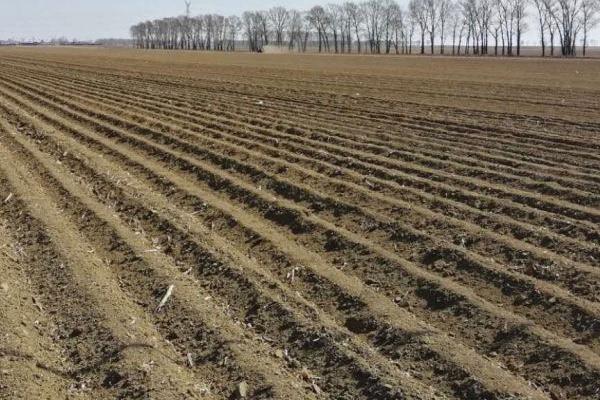 如何种植懒汉西瓜,浸泡种子后即可播种覆土