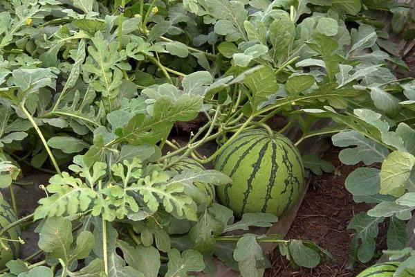 如何种植懒汉西瓜,浸泡种子后即可播种覆土