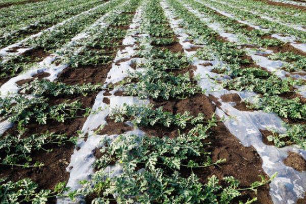 如何种植懒汉西瓜,浸泡种子后即可播种覆土