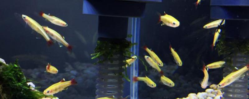 白云金丝可以裸缸养吗