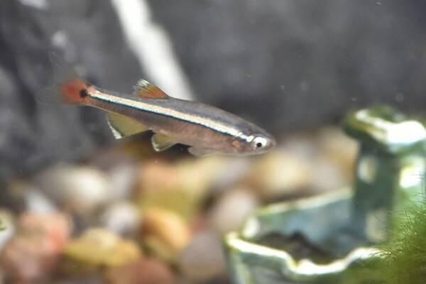 白云金丝可以裸缸养吗,不建议用完全裸缸养殖