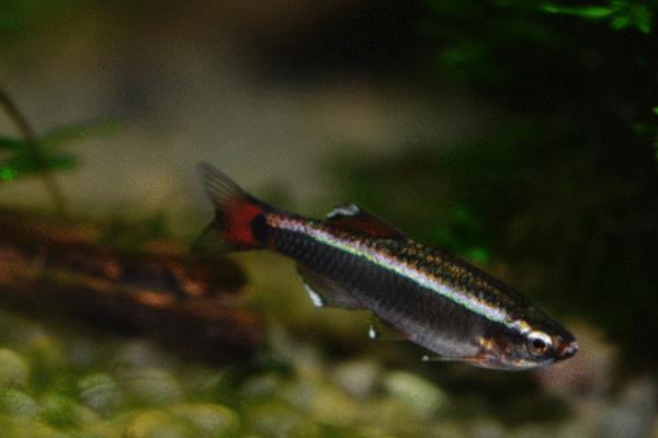 白云金丝可以裸缸养吗,不建议用完全裸缸养殖