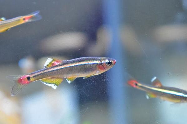 白云金丝可以裸缸养吗,不建议用完全裸缸养殖