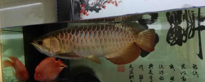 多大的过背金龙鱼才能上六排