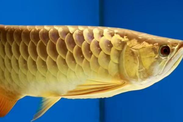 多大的过背金龙鱼才能上六排,体长要达到35-50厘米