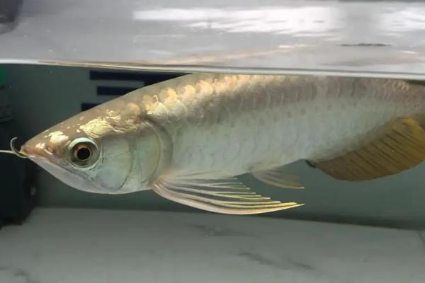 多大的过背金龙鱼才能上六排,体长要达到35-50厘米