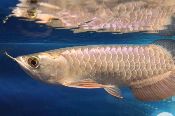 多大的过背金龙鱼才能上六排,体长要达到35-50厘米