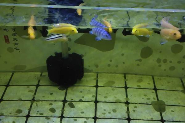 鱼缸壁上像绒毛一样的是什么,是指菌膜