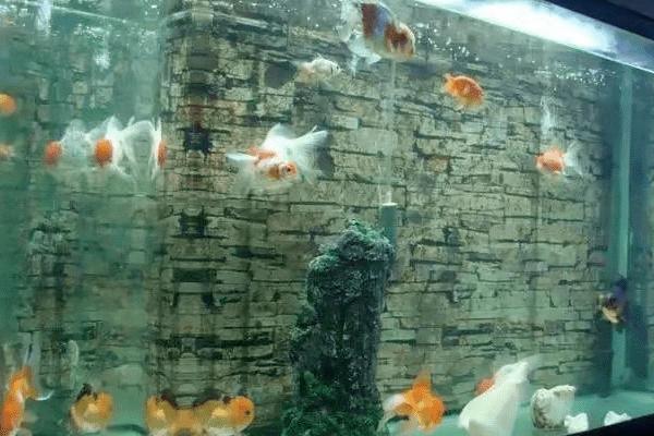 鱼缸壁上像绒毛一样的是什么,是指菌膜