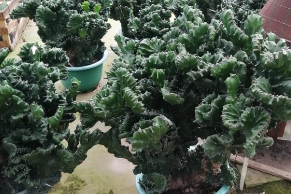 麒麟掌的养殖方法,夏季和冬季要少浇水