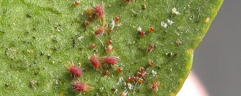 法桐红蜘蛛的防治方法