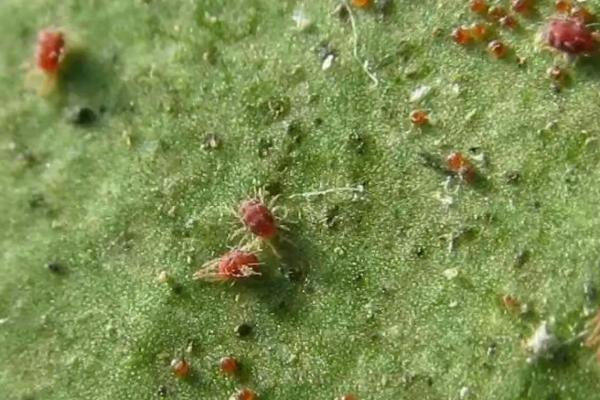 法桐红蜘蛛的防治方法,可生物防治或化学防治