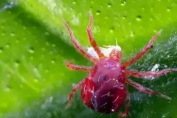 法桐红蜘蛛的防治方法,可生物防治或化学防治