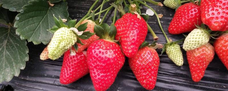 草莓亩产量