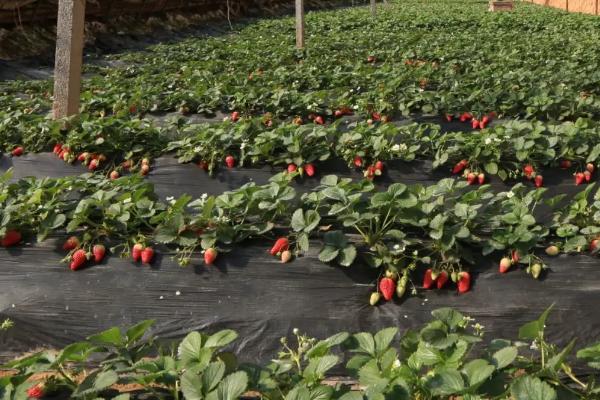 草莓亩产量,不同品种的亩产量不同