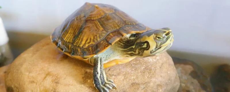 巴西黄耳龟吃什么