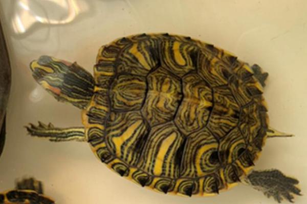 巴西黄耳龟吃什么,动物性、植物性和合成饲料都吃