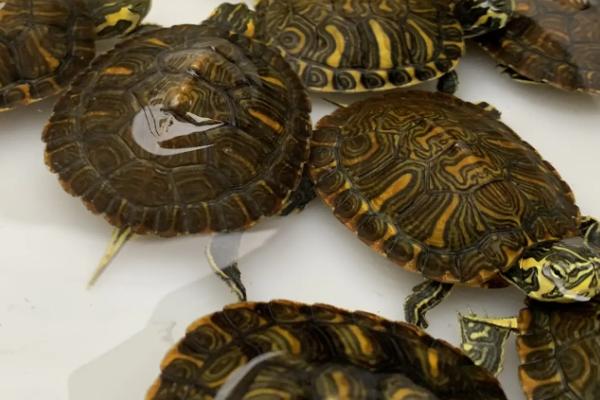 巴西黄耳龟吃什么,动物性、植物性和合成饲料都吃