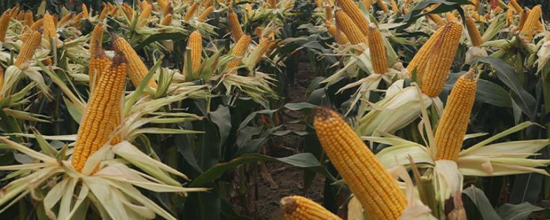 美豫5号玉米种的特征特性