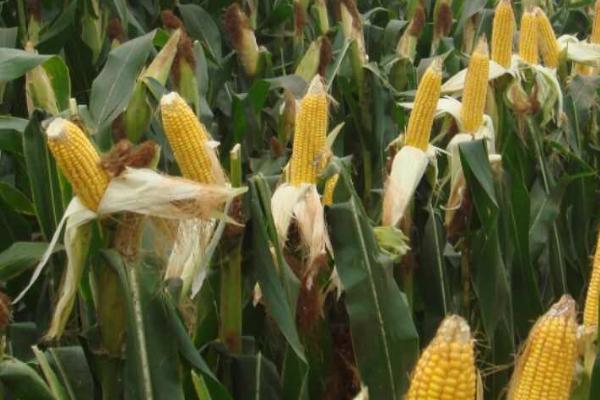 美豫5号玉米种的特征特性,在东华北地区从出苗至成熟需要128天