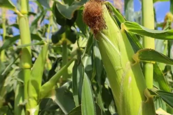 美豫5号玉米种的特征特性,在东华北地区从出苗至成熟需要128天