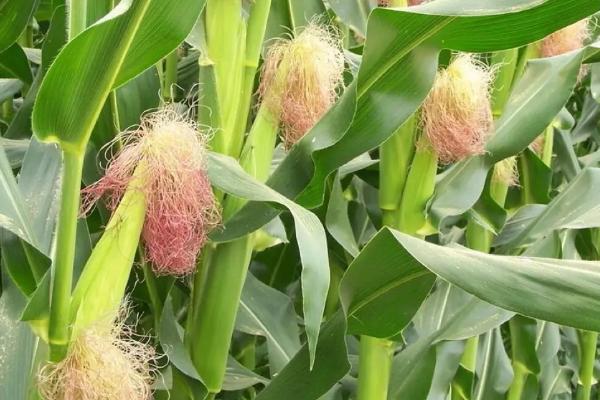 美豫5号玉米种的特征特性,在东华北地区从出苗至成熟需要128天