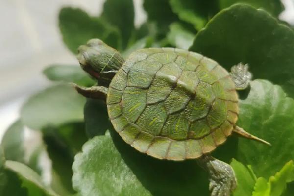 家养巴西龟如何度过冬眠期,冬眠前要提供脂肪含量高的食物