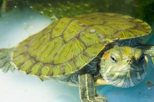 家养巴西龟如何度过冬眠期,冬眠前要提供脂肪含量高的食物