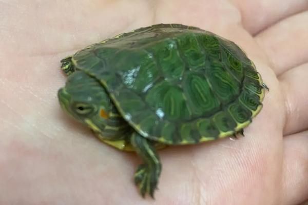 家养巴西龟如何度过冬眠期,冬眠前要提供脂肪含量高的食物