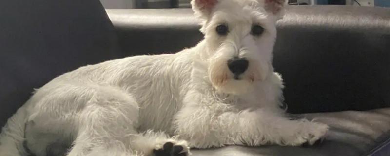 狗狗鼻子干燥的原因