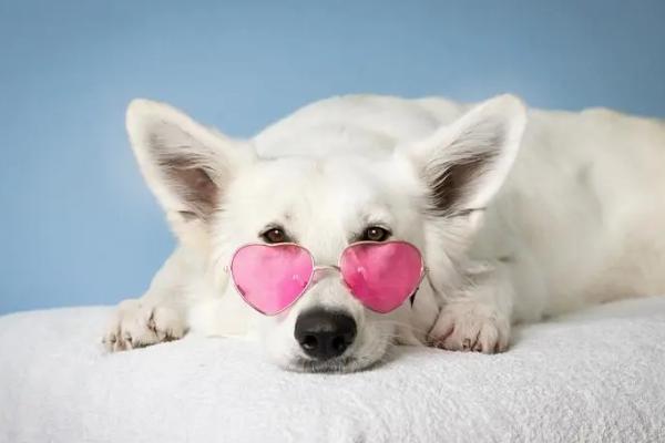 狗狗鼻子干燥的原因,可能是饮水量少、受凉感冒等因素所导致