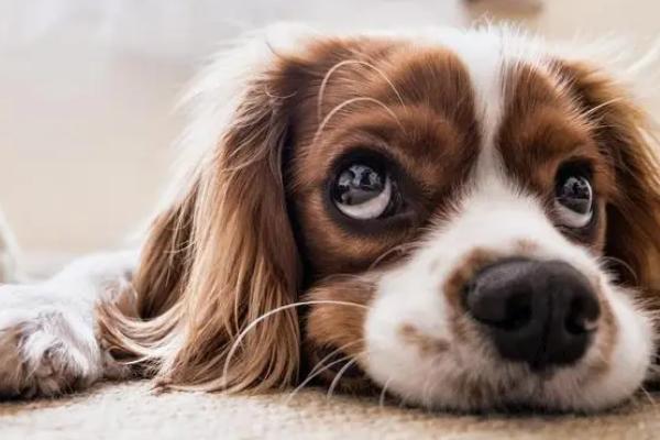 狗狗鼻子干燥的原因,可能是饮水量少、受凉感冒等因素所导致