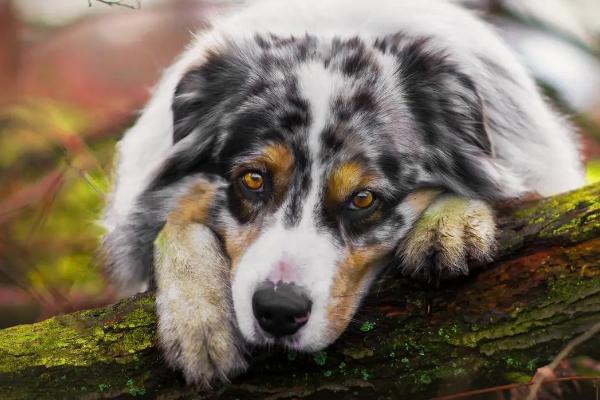 狗狗鼻子干燥的原因,可能是饮水量少、受凉感冒等因素所导致