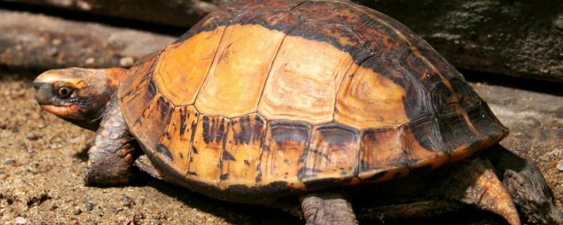 黄额闭壳龟的食物