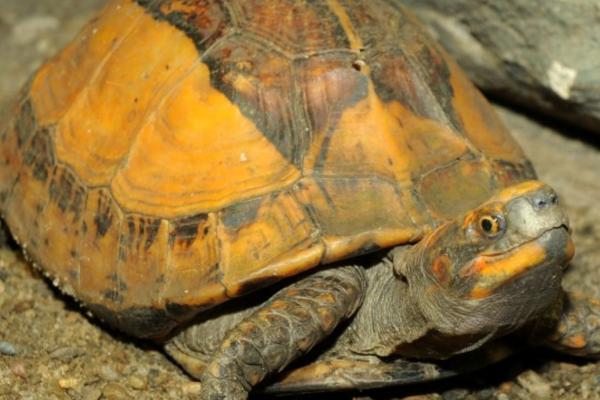黄额闭壳龟的食物,偏爱鱼虾、蚯蚓等肉食