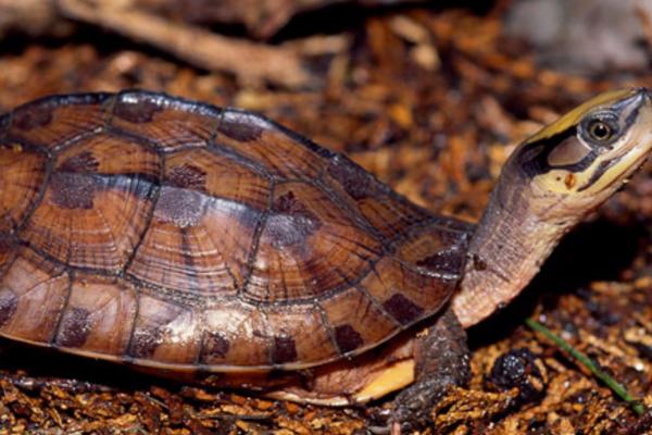 黄额闭壳龟的食物,偏爱鱼虾、蚯蚓等肉食